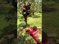 โยนพลาด ไม่ได้เลย ถ้่าพลาดนะ The tree is very tall, so don't miss the throw! #❣️💯 #อย่าคิดว่าง่