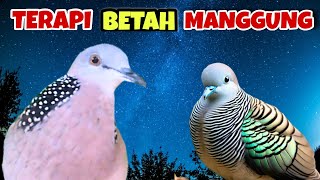 Perkutut Lokal Gacor Suara K3ras vs Derkuku Gayer Suara Kempling