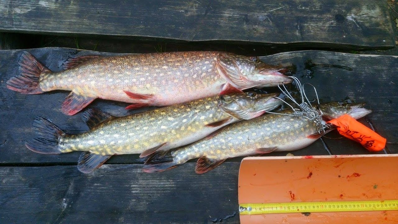 Aheru Karikas 2016. Соревнования по ловле спиннингом с лодки.