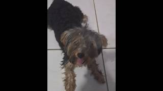 tira um foto do seu cachorro pra ver quantos elogio vc recebe #naoflopaporfavor