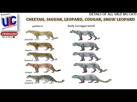 DIFFERENCE BETWEEN TIGER LION PUMA PANTHER COUGAR LEOPARD JAGUAR? CHEETAH LEOPARD? - YouTube