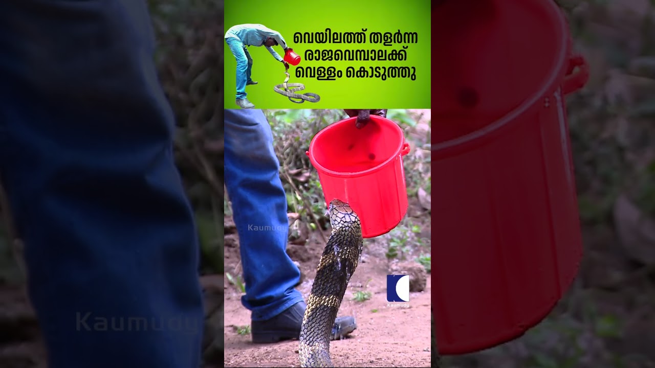വെയിലത്ത് തളർന്ന രാജവെമ്പാലക്ക് വെള്ളം കൊടുത്തു #snakemaster #vavasuresh #kingcobra