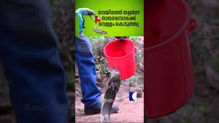      snakemaster vavasuresh kingcobra
