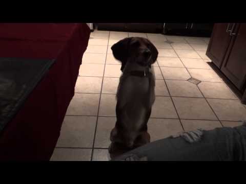 Видео: Как се борави с куче