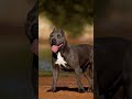 XXL American Bully Perfection! 🔥💪 Luxor Bully Marrakesch #shorts