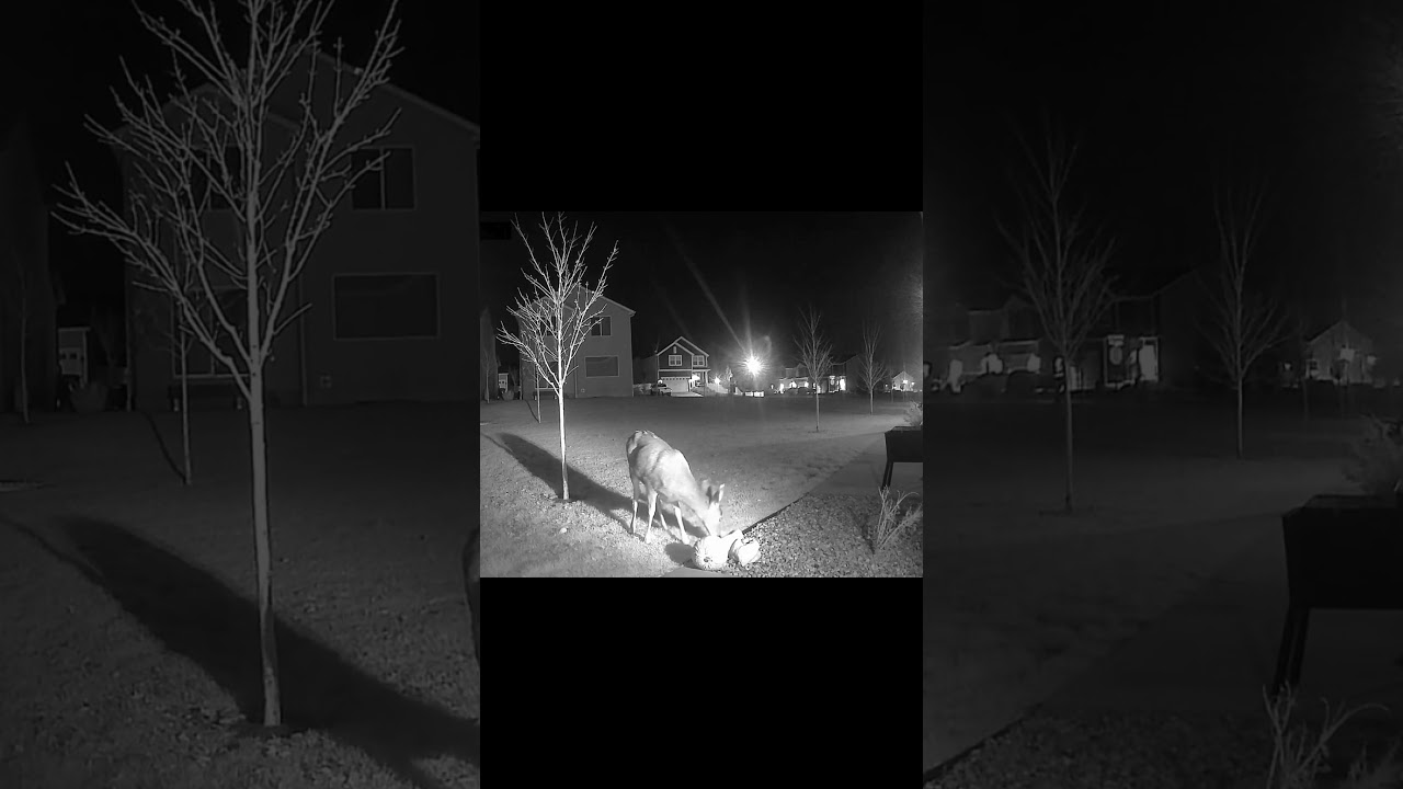 Mule Deer Visiting My Backyard at Night