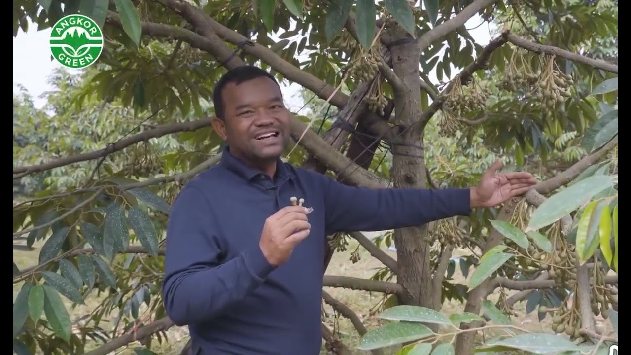 អត្ថប្រយោជន៍នៃការតែងផ្កាទុរេន ដើម្បីឲក្តឹបនឹងផ្លែកាន់បានល្អ🌿 (ពេទ្យទូច)