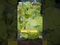 Vidarbha Agro , animal ear printed tag , book now -9226183731 ,#goat #cow #sheep #pigeon #cowtagging