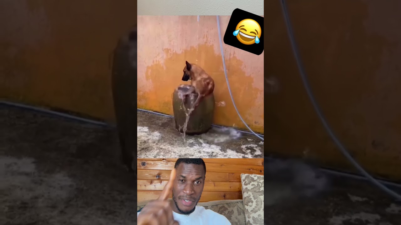 Watch this video 💔💔😭👇👇Time for puppy dog taking a shower #funny