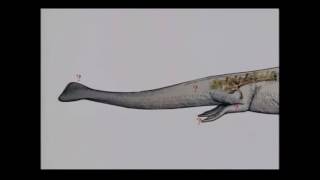 Whale Evolution