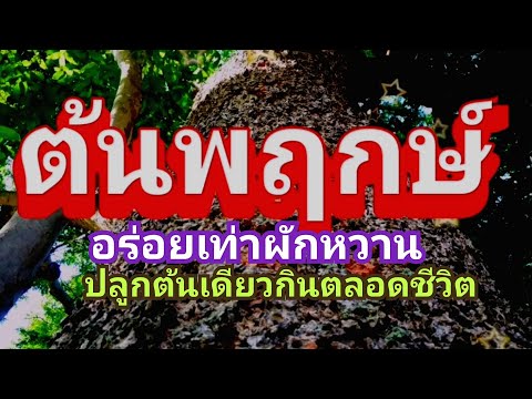 ต้นพฤกษ์ ปลูกต้นเดียวกินตลอดชีวิต ep127