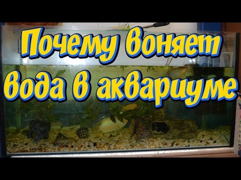 Почему воняет вода в аквариуме! Причины по которым портится вода в аквариуме!