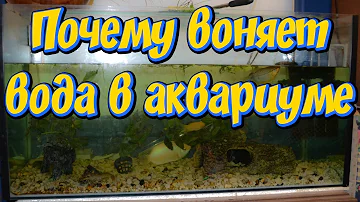 Почему рыбы воняют если они живут в воде