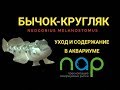 Бычок-кругляк. Уход и содержание в аквариуме.Neogobius melanostomus