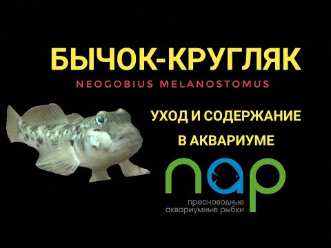 Video: Bubyr riba: goby u slatkoj vodi