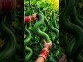 Once You Plant These Vegetables, You'll Never Stop Harvesting! 🌿 #shorts #organic #farming