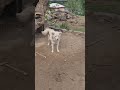 #pets #love #viral #gaming #pritamsongs #funny #pritamff #hindisong #indiansong #comedy