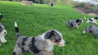 Miniature Bernedoodle Puppies Playing by D G 69 views 13 days ago 2 minutes, 31 seconds