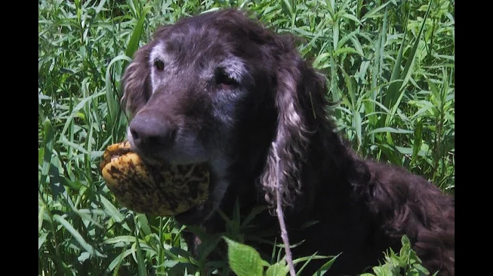 Dogs, turtles, biology mix for Cornell summer rese...