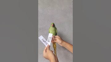 Washington Freedom vs Texas Super Kings MLC Play-off parrot prediction #predictions #parrot #mlc