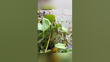 Báo cá lên nè #fishing #mientay #sanbat #video #thinhhanh #shorts #catre #giaitri #cuocsongbencon