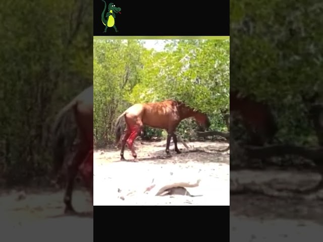 OMG😱 Fierce Komodo Dragon attacking Horse #komodo #animals class=