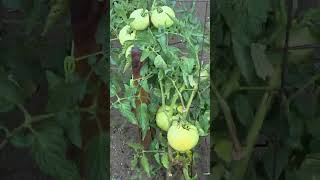 A Full Look at Lenny's Garden 8/10/2026 #garden #gardening