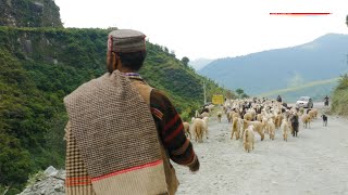 How erratic rainfall is affecting the lives of pastoralists