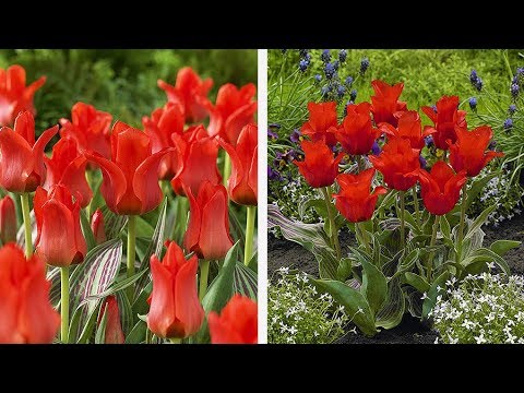 Video: Củ Tulip Greigii: Học Cách Chăm Sóc Giống Tulip Greigii