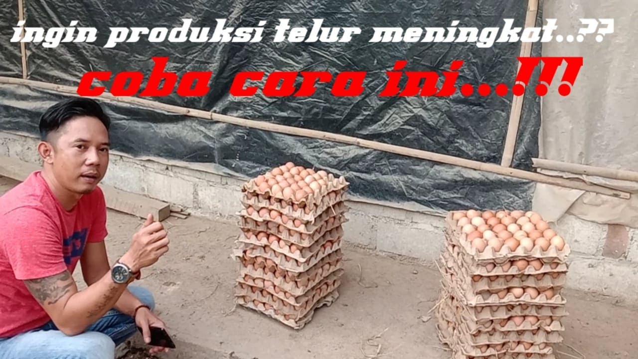 Perbedaan Ayam Petelur Umbaran Dengan Semi Umbaran 