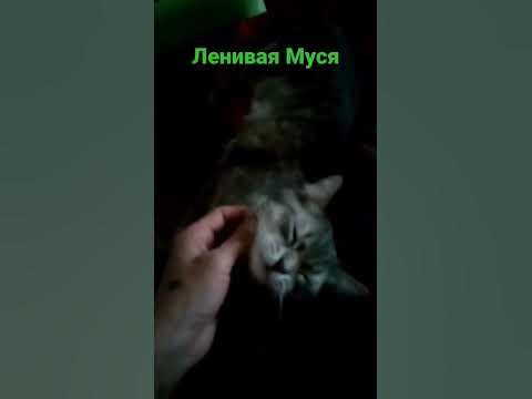 мусик - YouTube