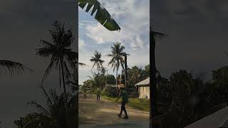 Power line clearing: Cutting buri tree in a half