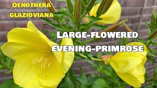 Large-flowered Evening-Primrose