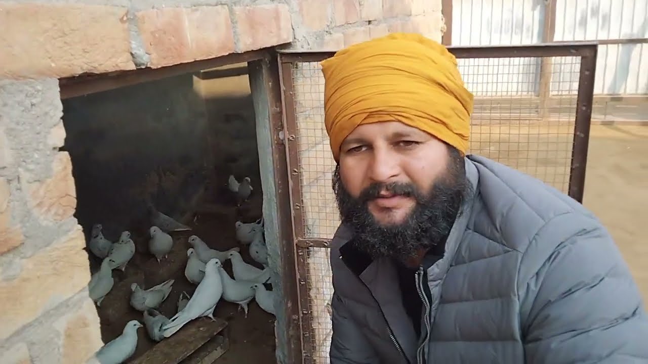 daily routine kabootar short vlog video || @Rahul_RJ_13_12 #viralvideo Daily vlog