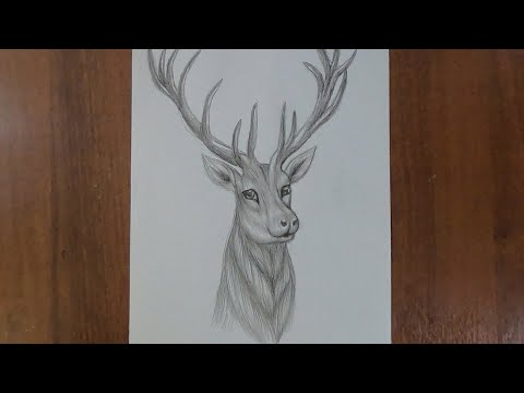 Как нарисовать Оленя / Рисунки для срисовки / How to draw a Deer