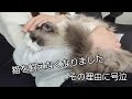 猫を飼えなくなりました…理由に号泣