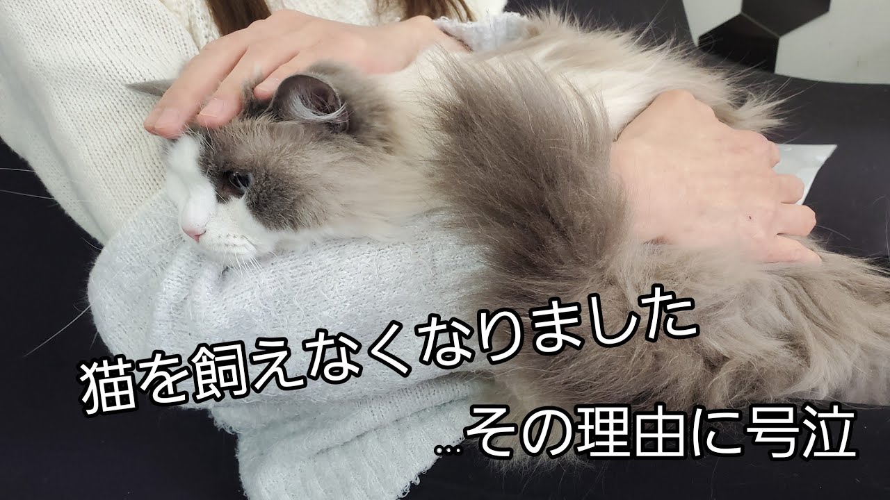 うつ病で猫を手放す 飼い主と猫の涙の別れ 大切だからこそ違う道を作る 2ページ目 Oricon News