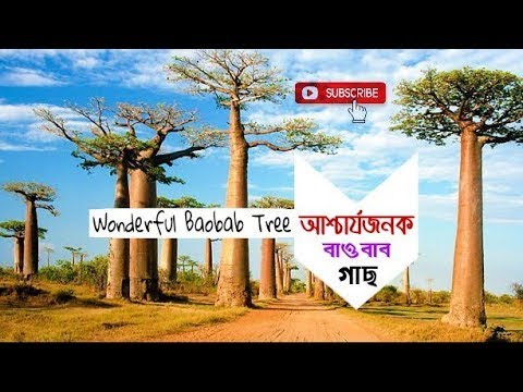 ভিডিও: সাভানার গাছগুলোকে কী বলা হয়?