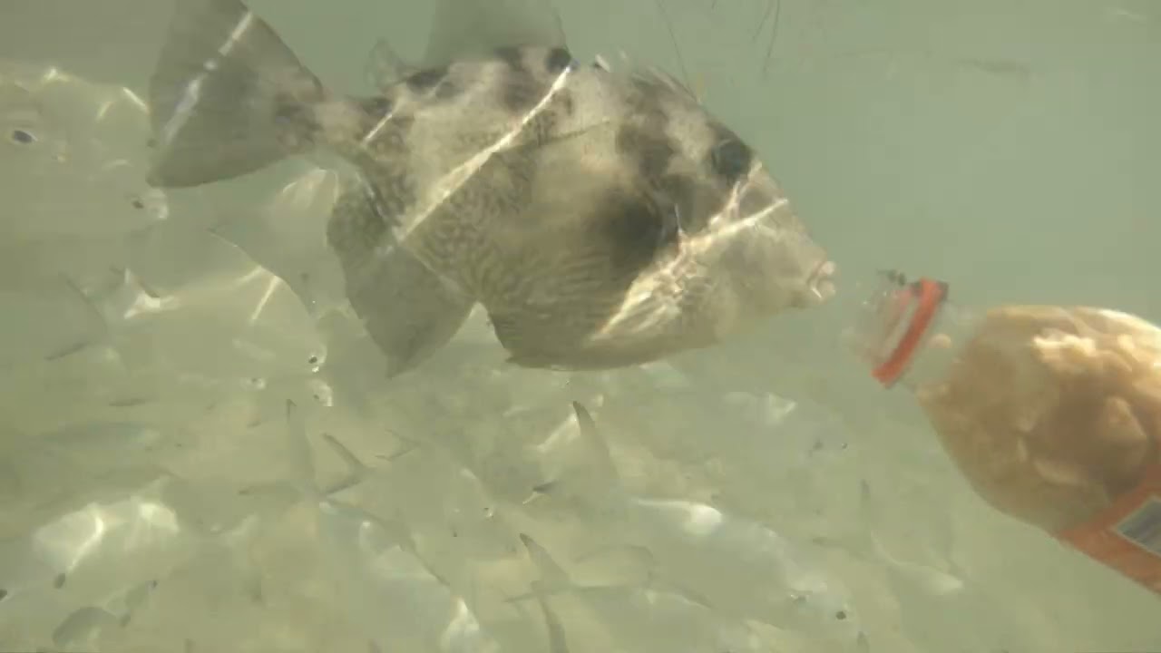 Catalonia Bavaro Punta Cana