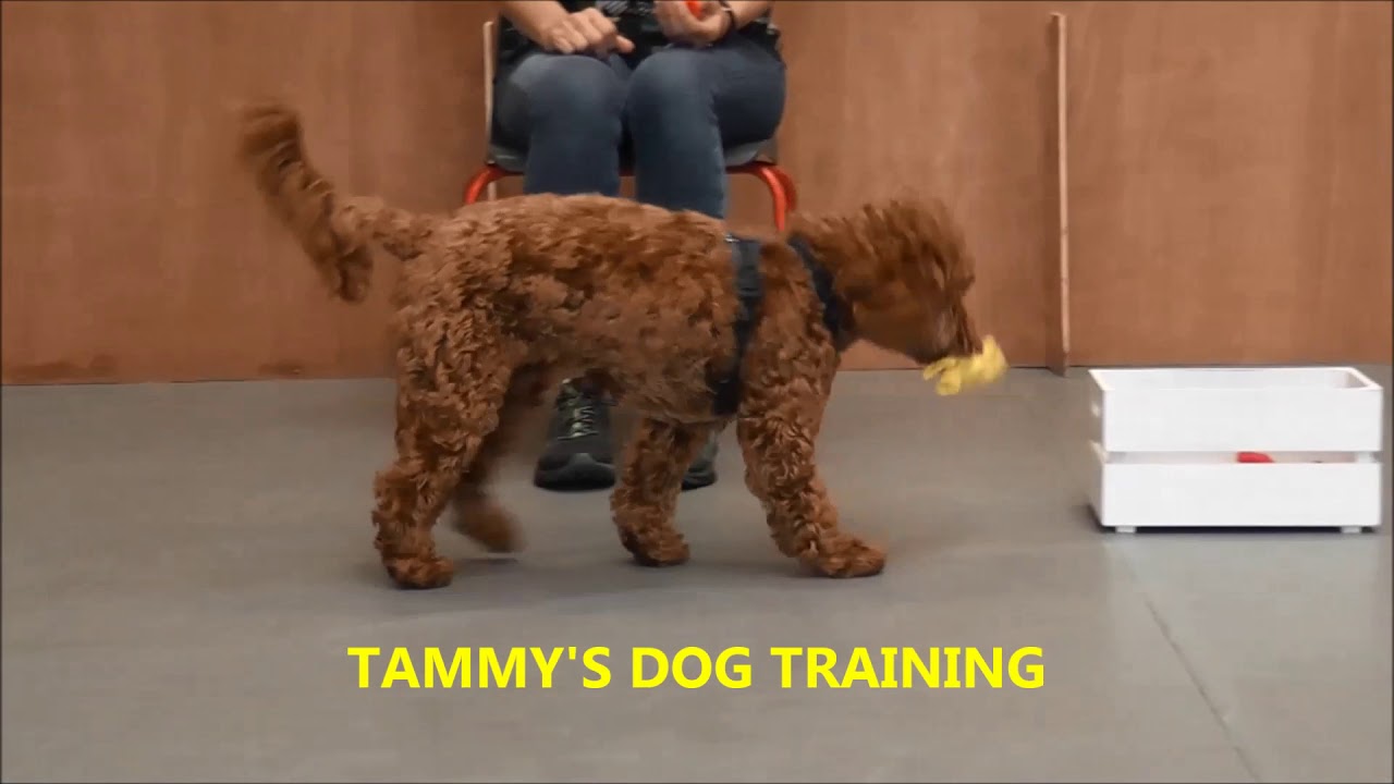TRICK CERTIFICATE TAMMY'S DOG TRAINING