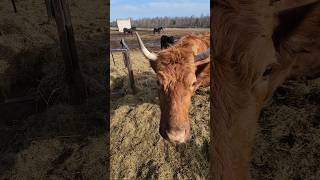 Коровы очень общительные животные 😁 #ферма #животные #жизньвдеревне #cow