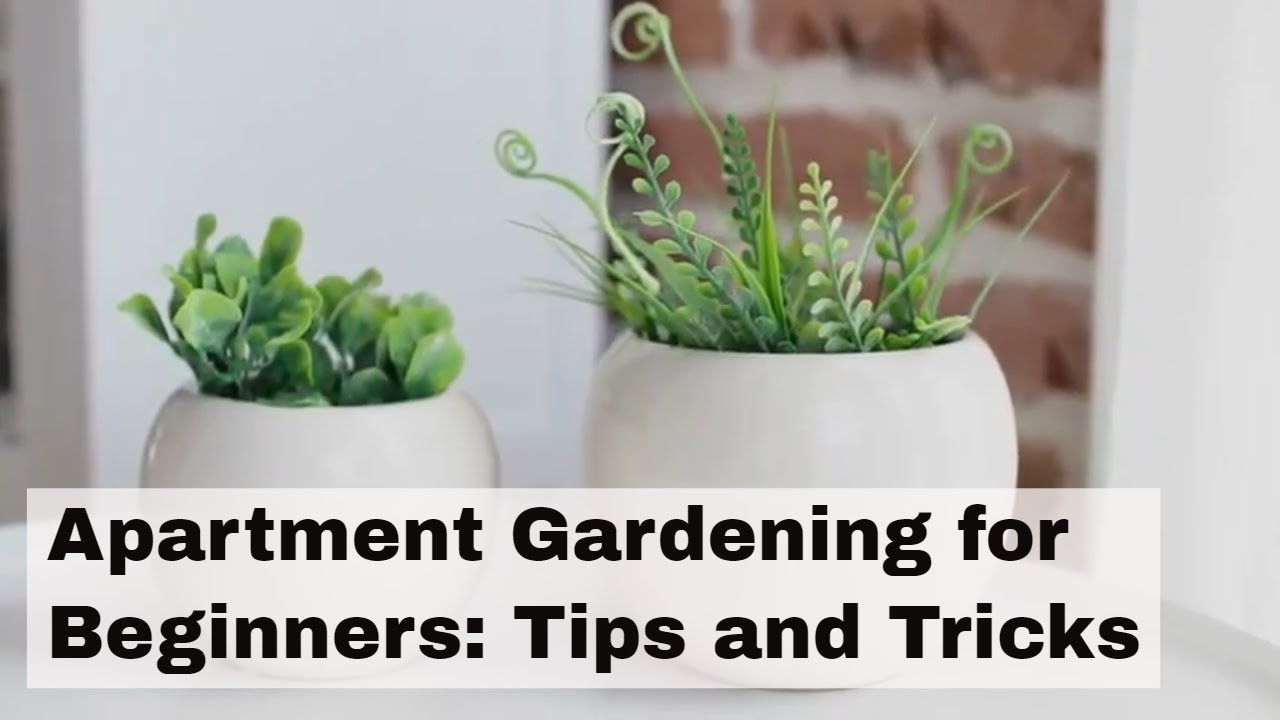 Apartment Gardening for Beginners -Tips and Tricks