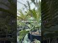 "億"する植物があるの知っていますか??#観葉植物 #shots