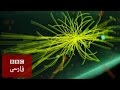 كشف ذره خدا در مركز تحقيقات سرن 
