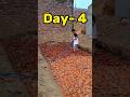 Cricket pitch Day-4 |#cricketlover #cricketerlife