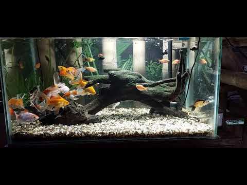 Community Tank Setup (Shubunkin goldfish, mollies, rosy barbs