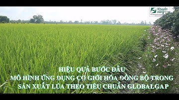 Hiệu quả mô hình Ứng dụng cơ giới hóa đồng bộ trong sản xuất lúa theo tiêu chuẩn GloabalGAP
