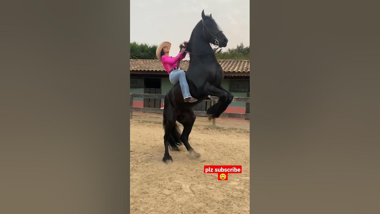 rearing horse riding bareback by a beautiful cowgirl.#shorts #viral ...