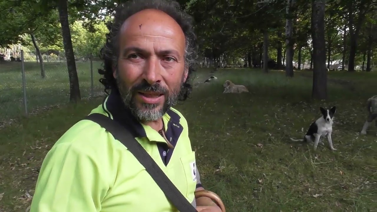 Oso protegido, lobo abatido