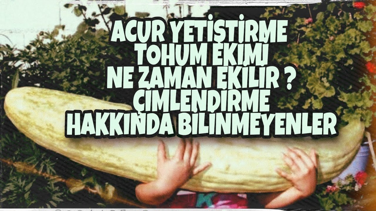 ACUR NASIL EKİLİR NE ZAMAN EKİLİR NASIL ÇİMLENDİRİLİR ...
